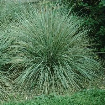 thumbnail for publication: Helictrotrichon sempervirens Blue Oat Grass